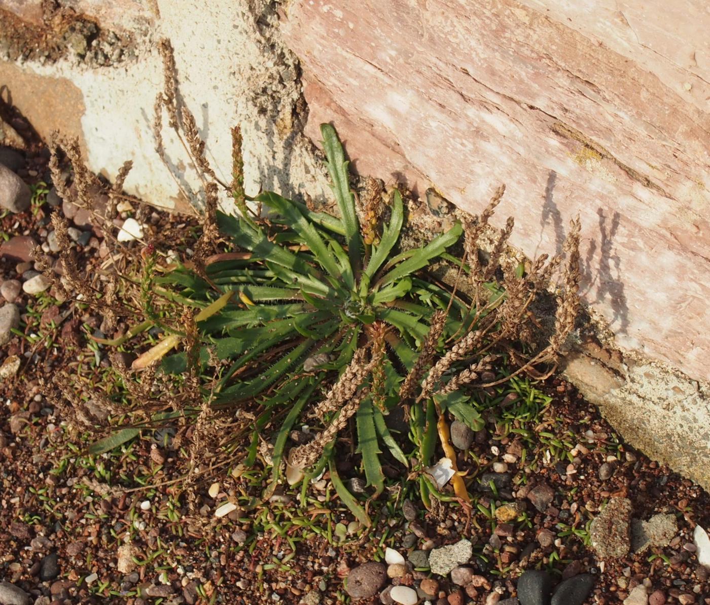 Plantain, Bucks-horn plant